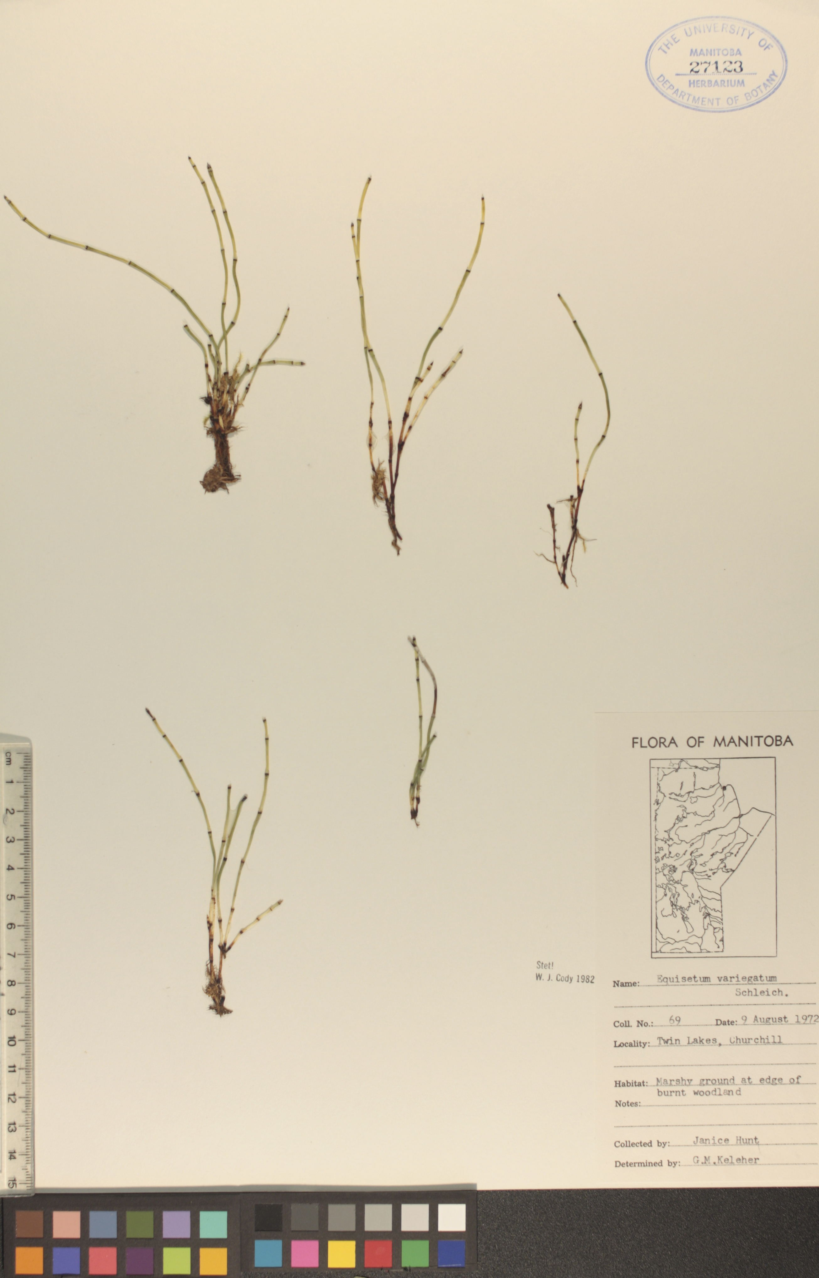 Equisetum variegatum image